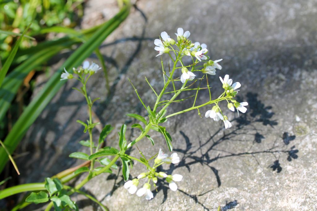 Nasturtium officinale? No, Cardamine amara